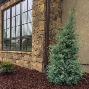 Carolina Sapphire Cypress Live Plant – Quart Pot – Fast-Growing Evergreen Tree - Image 6