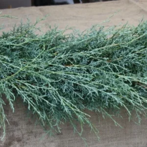 Carolina Sapphire Cypress Live Plant – Quart Pot – Fast-Growing Evergreen Tree - Image 7