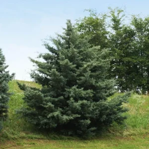 Carolina Sapphire Cypress Live Plant – Quart Pot – Fast-Growing Evergreen Tree - Image 1