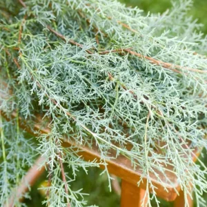 Carolina Sapphire Cypress Live Plant – Quart Pot – Fast-Growing Evergreen Tree - Image 8