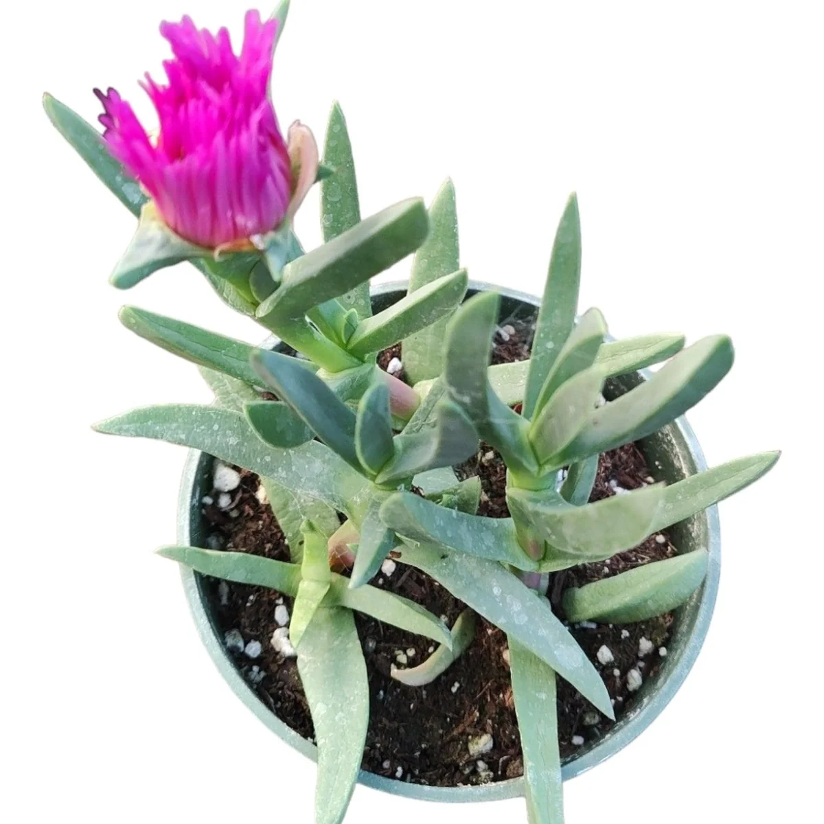 Carpobrotus edulis Hottentot Fig Ice Plant Succulent Live Plant - Image 1
