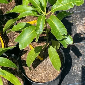Carrie Dwarf Mango Tree Live Plant - Grafted Tropical Fruit Tree - 3 Gallon Pot - Image 1