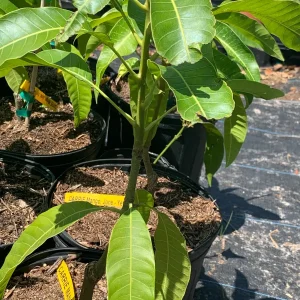 Carrie Dwarf Mango Tree Live Plant – Grafted Tropical Fruit – 3 Gallon Pot - Image 3