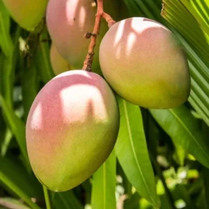 Carrie Grafted Mango Live Plant - 12-18" Tall - Sweet Tropical Fruit Tree - Image 2