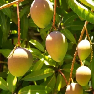 Carrie Grafted Mango Live Plant - 12-18" Tall - Sweet Tropical Fruit Tree - Image 1