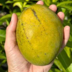 Carrie Grafted Mango Live Plant - 12-18