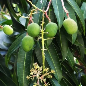 Carrie Grafted Mango Live Plant - 12-18