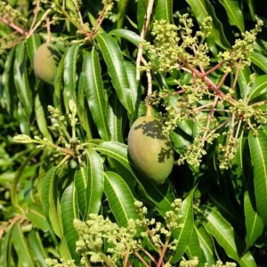 Carrie Grafted Mango Live Plant - 12-18