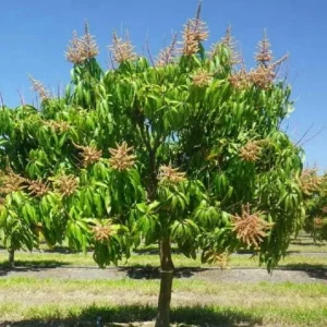 Carrie Grafted Mango Live Plant - 12-18