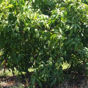 Carrie Grafted Mango Live Plant - 12-18
