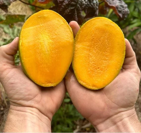 Carrie Yellow Mango Live Plant - Tropical Fruit Tree Starter - 8-12" Tall - Image 4