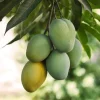 Carrie Yellow Mango Live Plant - Tropical Fruit Tree Starter - 8-12" Tall - Image 1