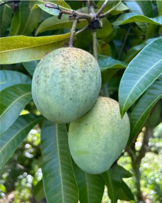 Carrie Yellow Mango Live Plant - Tropical Fruit Tree Starter - 8-12" Tall - Image 5