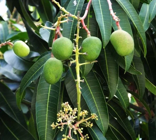 Carrie Yellow Mango Live Plant - Tropical Fruit Tree Starter - 8-12" Tall - Image 6