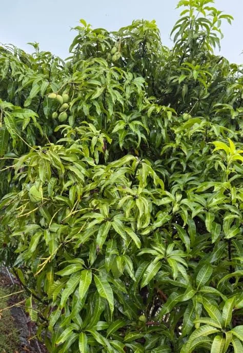 Carrie Yellow Mango Live Plant - Tropical Fruit Tree Starter - 8-12" Tall - Image 7