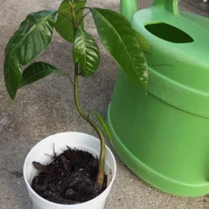 Carrie Yellow Mango Live Plant - Tropical Fruit Tree Starter - 8-12