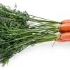 Carrot Seeds - 100 Seeds for Planting - Sweet Garden Variety - Image 1