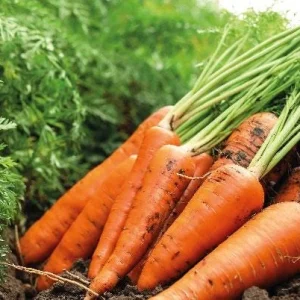 Carrot Seeds - 100 Seeds for Planting - Sweet Garden Variety - Image 2