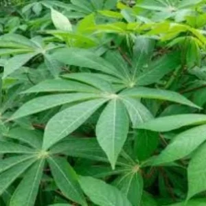 Cassava Live Plant & Yuca Cuttings - Edible Root Crop - Image 1