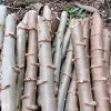Cassava Plant – Live Yuca Plant – 4 Inch Pot – Edible Root Crop - Image 3