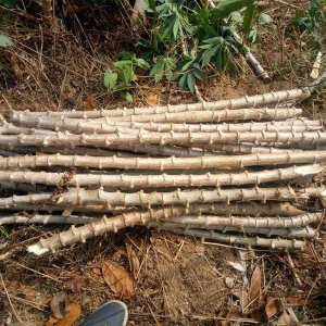 Cassava Plant – Live Yuca Plant – 4 Inch Pot – Edible Root Crop - Image 4