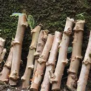 Cassava Plant – Live Yuca Plant – 4 Inch Pot – Edible Root Crop - Image 1