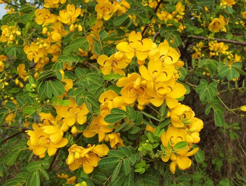 Cassia Bicapsularis Live Plant – Yellow Butterfly Bush – 3-8" Tall Starter – Outdoor Shrub - Image 1