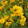 Cassia Bicapsularis Live Plant – Yellow Butterfly Bush – 3-8" Tall Starter – Outdoor Shrub - Image 1