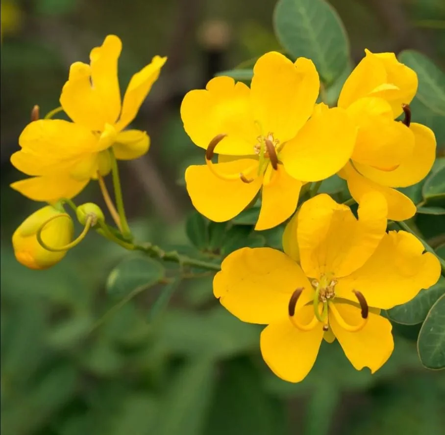 Cassia Bicapsularis Live Plant – Yellow Butterfly Bush – 3-8" Tall Starter – Outdoor Shrub - Image 2