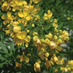Cassia Bicapsularis Live Plant – Yellow Butterfly Bush – 3-8