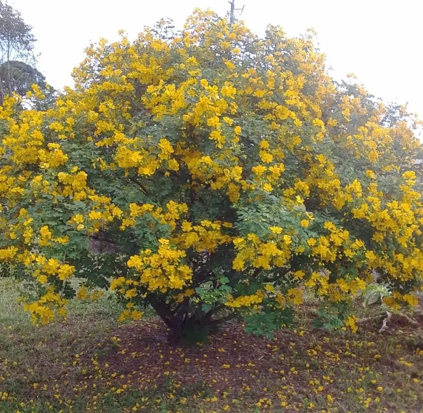 Cassia Bicapsularis Live Plant – Yellow Butterfly Bush – 3-8" Tall Starter – Outdoor Shrub - Image 4