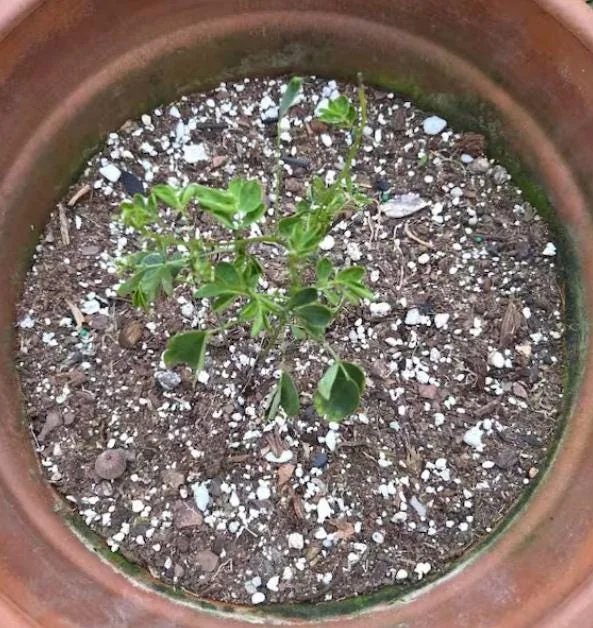 Cassia Bicapsularis Live Plant – Yellow Butterfly Bush – 3-8" Tall Starter – Outdoor Shrub - Image 5