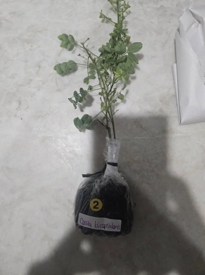 Cassia Bicapsularis Live Plant – Yellow Butterfly Bush – 3-8" Tall Starter – Outdoor Shrub - Image 6