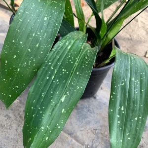 Cast Iron 'Milky Way' Live Plant - Aspidistra elatior - 6