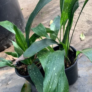 Cast Iron 'Milky Way' Live Plant - Aspidistra elatior - 6