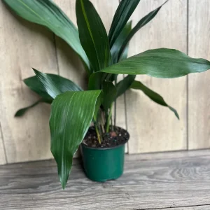 Cast Iron Plant - Aspidistra elatior Live Plant - 6