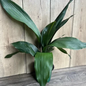 Cast Iron Plant - Aspidistra elatior Live Plant - 6