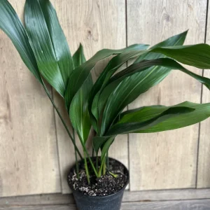 Cast Iron Plant - Aspidistra elatior Live Plant - 6