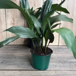Cast Iron Plant - Aspidistra elatior Live Plant - 6