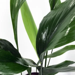 Cast Iron Plant Aspidistra Live Plant – Easy Care Indoor Foliage – 6 inch Pot - Image 1