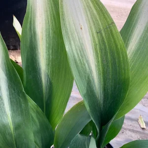 Cast Iron Plant Variegated 'Asahi' Live Plant 1-2 ft Tall in 1 Gallon Pot - Image 1