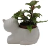 Cat Ceramic Planter with Surprise Terrarium Plant - 3" Pot - Live Houseplant - Image 1