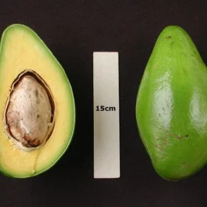 Catalina Avocado Tree – 1 ft Tall Grafted Live Plant – 6 inch Pot – Outdoor - Image 1