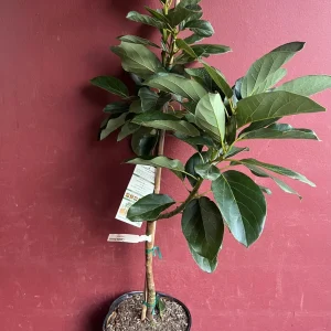 Catalina Avocado Tree - Grafted Live Plant, 3 Gallons Pot, Fruit Bearing - Image 10