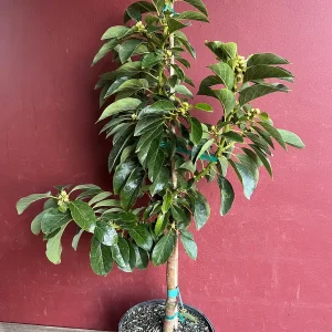 Catalina Avocado Tree - Grafted Live Plant, 3 Gallons Pot, Fruit Bearing - Image 2