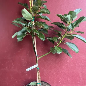 Catalina Avocado Tree - Grafted Live Plant, 3 Gallons Pot, Fruit Bearing - Image 4