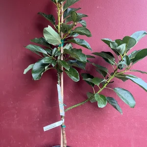 Catalina Avocado Tree - Grafted Live Plant, 3 Gallons Pot, Fruit Bearing - Image 6