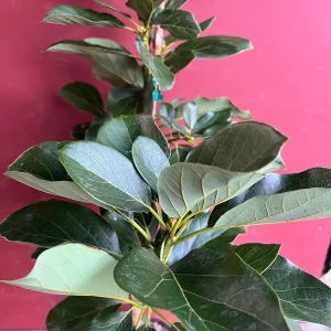 Catalina Avocado Tree - Grafted Live Plant, 3 Gallons Pot, Fruit Bearing - Image 8