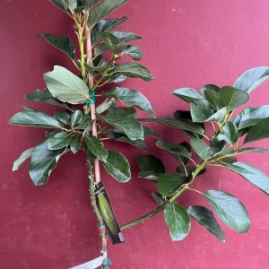 Catalina Avocado Tree - Grafted Live Plant, 3 Gallons Pot, Fruit Bearing - Image 9