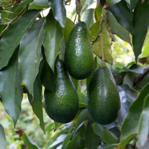 Catalina Avocado Tree Live Plant - Grafted, 3 Gallon Pot - Outdoor Fruit Tree - Image 3